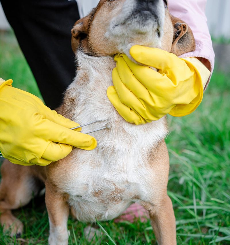 Curated visual reference: Low Risk Areas For Flea And Tick Infestation Prevention Reference: Flea And Tick Exterminators