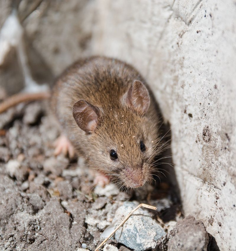 Mice Exterminator - Action Pest Control