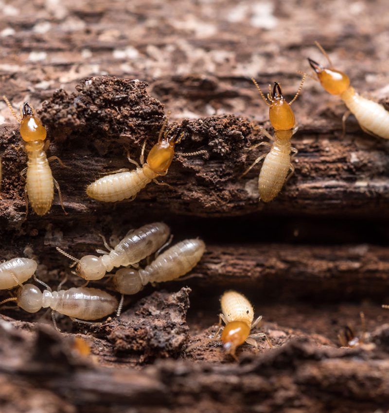termites-threaten